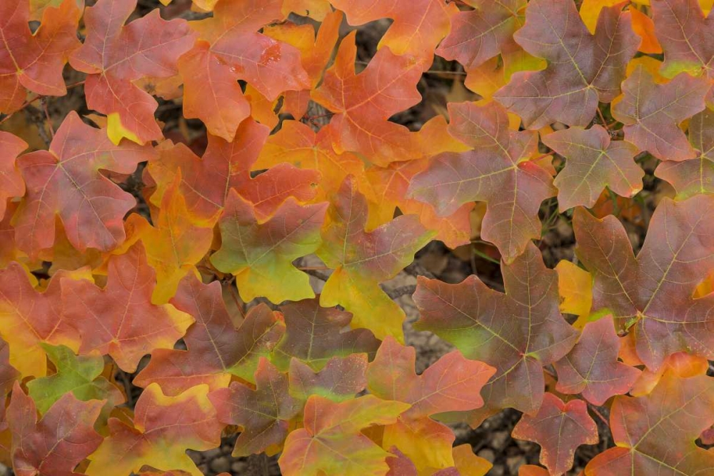 TX, Guadalupe Mts NP Bigtooth maple in autumn